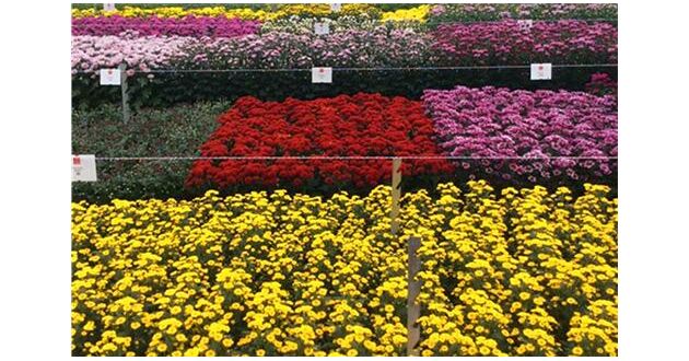 北方菊花栽培技術(shù)交流會在凌源市召開