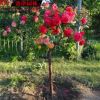 批發(fā)樹狀月季花 月季樹花苗 樹形月季 高檔樹樁當(dāng)年開花品種多