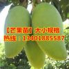 占地苗批發(fā)基地直銷大量供應金煌芒/四季蜜芒/凱特苗等…各種芒果
