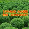 批發(fā)綠化苗木小葉女貞球 水蠟球 耐寒灌木綠籬 80cm
