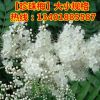 批發(fā)珍珠梅 珍珠梅花苗工程綠化苗木 行道樹規(guī)格全 量大從優(yōu)