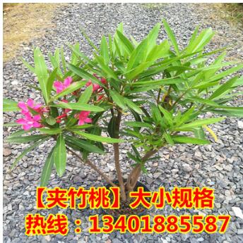 批發夾竹桃 綠化苗木 夾竹桃樹苗 庭院 別墅美化苗 高速綠化