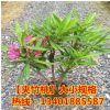 批發(fā)夾竹桃 綠化苗木 夾竹桃樹苗 庭院 別墅美化苗 高速綠化