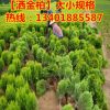 占地苗批發(fā)灑金柏 灑金柏球 灑金柏苗木 園林綠化苗木直銷