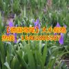 占地苗 基地批發(fā)出售德國鳶尾 德國鳶尾價格 德國鳶尾數(shù)量大