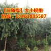 供應五角楓樹苗 工程苗 行道綠化樹苗 包成活 規(guī)格齊全 量大優(yōu)惠