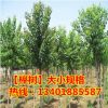 苗圃直銷櫸樹苗 櫸樹小苗 大規(guī)格櫸樹 工程專用 低價批發(fā)