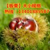 占地苗果樹苗木盆栽地栽 早熟大紅袍板栗樹苗 南方北方種植包郵