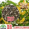 供應(yīng)沙藏桂花種子 金桂種子 丹桂 月月桂 日香桂 直接播種 包發(fā)芽