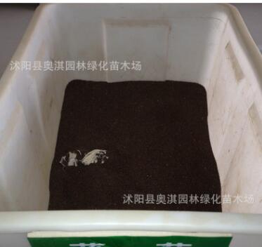 實(shí)體店批發(fā)貓薄荷【薄荷種子】當(dāng)年新採 質(zhì)量保證 支持貨到付款
