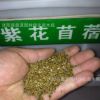 批發(fā)進口牧草種子 多年生紫花苜蓿 紫花苜蓿三得利種子 巨人201+Z