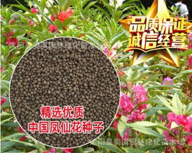 批發(fā)優(yōu)質草花花卉種子 鳳仙花種子 四季可播 保質保量