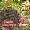 批發(fā)優(yōu)質(zhì)草花花卉種子 鳳仙花種子 四季可播 保質(zhì)保量