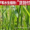 供應蘆葦種根，保土固堤生態水景綠化植物-蘆葦
