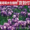 批發 德國鳶尾 水生植物 水生花卉 池塘綠化造景 挺水植物