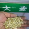 批發優質高產牧草種子 農作物種子 大麥種子 當年新種子