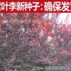批發(fā) 新李子種子批發(fā) 紅葉李 李子樹 櫻桃李種子 紫葉李種子