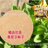 批發(fā)葶藶子種子 葶藶種子 北葶藶子 寬葉葶藶 光果葶藶