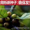 金剛櫟種子 林木種子 金剛櫟樹種 綠化工程用種 發(fā)芽率高