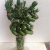 50CM富貴竹 彎竹水培植物水養(yǎng)竹子 富貴竹
