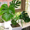 室內(nèi)綠色植物喜陰 辦公室盆栽植物龜背竹 水培植物 凈化空氣包活