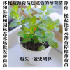 檸檬薄荷苗香水薄荷吸甲醛 驅(qū)蚊淡香食用型 可泡茶水培盆栽