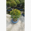 25cm球型赤楠 盆景 植物花卉小盆栽綠色室內(nèi)花木