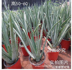 綠植 盆栽蘆薈苗 庫(kù)拉索蘆薈苗 庫(kù)拉索蘆薈 蘆薈葉
