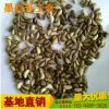 批發(fā)高產(chǎn)墨西哥玉米草種子包郵 闊葉優(yōu)12 大芻草 豬馬牛羊魚草籽
