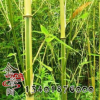 金鑲玉竹 金竹子苗 庭院 圍墻 觀賞 植物綠化鑲玉竹苗 基地發貨