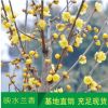 基地批發(fā)梅花苗 臘梅樹苗 庭院觀花植物綠化苗木 成活率高