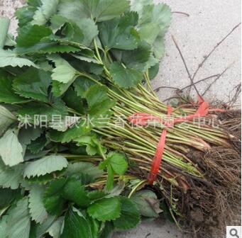 草莓基地供應(yīng)優(yōu)質(zhì)草莓苗批發(fā) 草莓小苗 盆栽地栽苗果樹樹苗批發(fā)