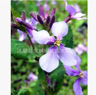 基地銷售草本植物二月蘭 花色純正 質(zhì)量保證 量大價優(yōu)