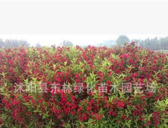 基地直銷紅王子錦帶優(yōu)質(zhì)綠化苗木 紅王子錦帶色塊苗規(guī)格齊全量大