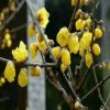 臘梅苗樹樁盆景批發嫁接臘梅小盆栽地栽紅綠梅花樹苗素心臘梅種子