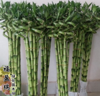 批發(fā)富貴竹 發(fā)財竹 紫竹轉(zhuǎn)運竹水培花卉規(guī)格齊全大量出售