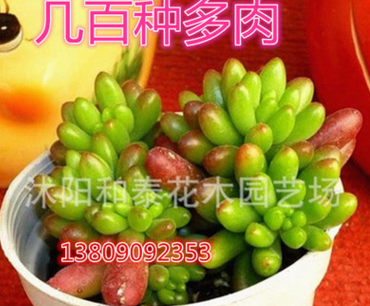 虹之玉多肉植物批多肉植物批發多肉一件代發零售混批多肉批發