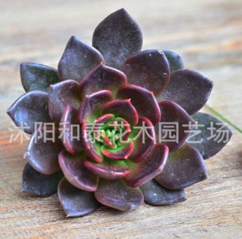 黑王子多肉植物批一件代發多肉植物盆栽黑王子多肉4-7CM植物多肉
