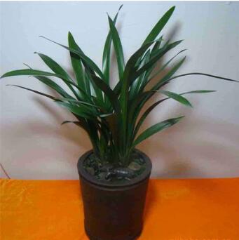 低價批發(fā)墨蘭 室內(nèi)綠植盆栽 辦公室盆栽觀花植物