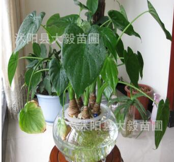 批發 凈化空氣 滴水觀音 綠色植物