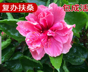 漳浦基地生產(chǎn) 福建漳州馬口綠化苗木 園林復辦扶桑 扶桑球花