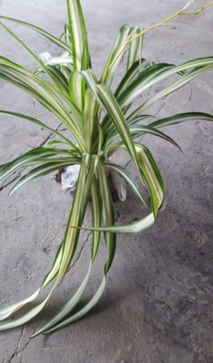吊蘭 銀邊草 金邊草 自產自銷