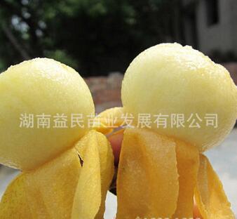 枇杷樹苗正宗東山白沙枇杷果樹苗鮮甜爽口皮薄肉厚白玉枇杷苗批發(fā)