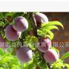 李子果樹苗 嫁接【紅寶石李子苗】花好果好味更好 可以盆栽種植