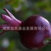 黑石榴苗批發(fā) 庭院植物 盆栽果樹苗 墨石榴樹苗 嫁接種苗