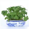家居桌面盆栽植物花卉 銅錢(qián)草花苗 金錢(qián)草 超好養(yǎng) 可水培基地直銷(xiāo)