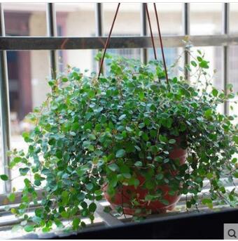 批發千葉吊蘭盆景花卉千葉蘭 吊蘭植物 克星 盆栽室內 室內植物