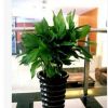 萬年青大型室內辦公室盆栽花卉綠植大葉萬年青 健康長壽 凈化空氣