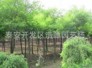 道路綠化 優質苗木國槐 速生國槐國槐價格