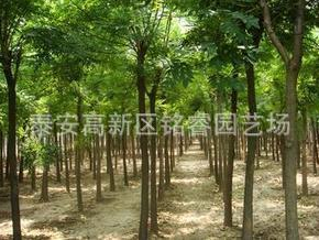 國槐 山東2米高國槐價格 泰安國槐批發 金枝國槐哪里買